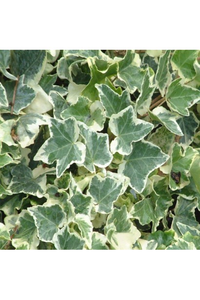 Плющ звичайний Варієгата